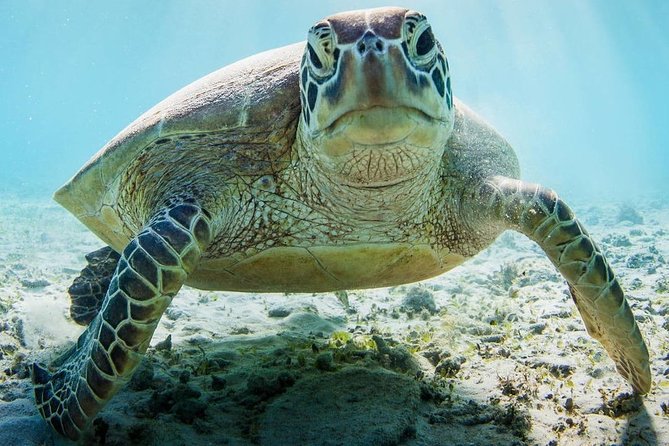 Snorkeling at Mnemba Atoll - Who will enjoy this outing most?
