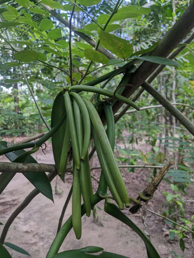Spice Farm Bike Tour: Pedal Through Aromatic Adventures - Key points to know before you pedal away