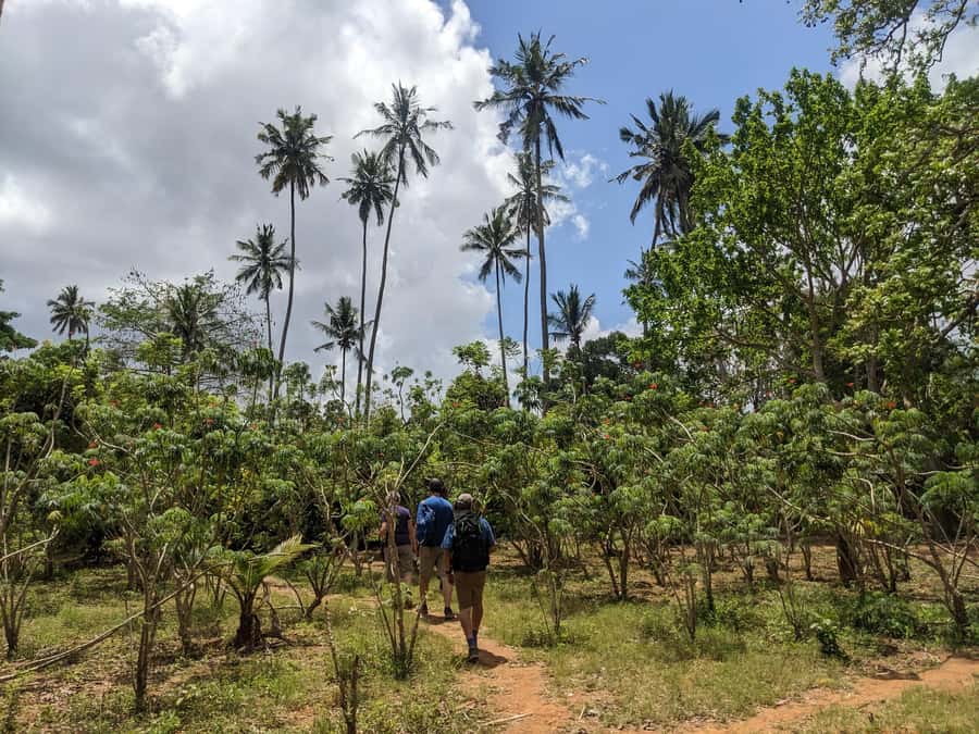 Spice Farm Bike Tour: Pedal Through Aromatic Adventures - Returning through Masingini Forest