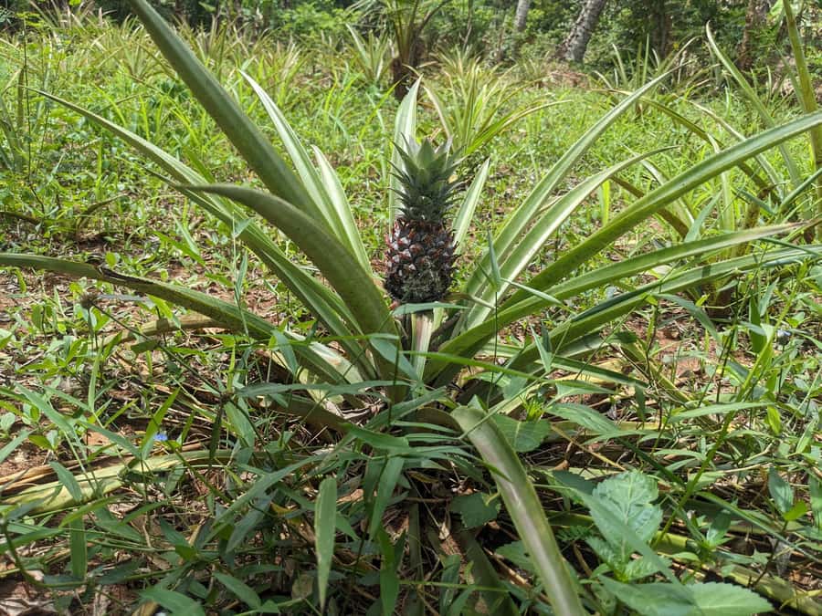 Spice Farm Bike Tour: Pedal Through Aromatic Adventures - How difficult is the 28-kilometer ride?