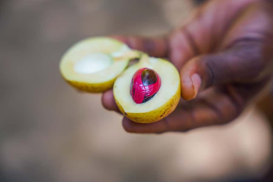 Spice Farm - spice up your life in Zanzibar - Key points to know before you book