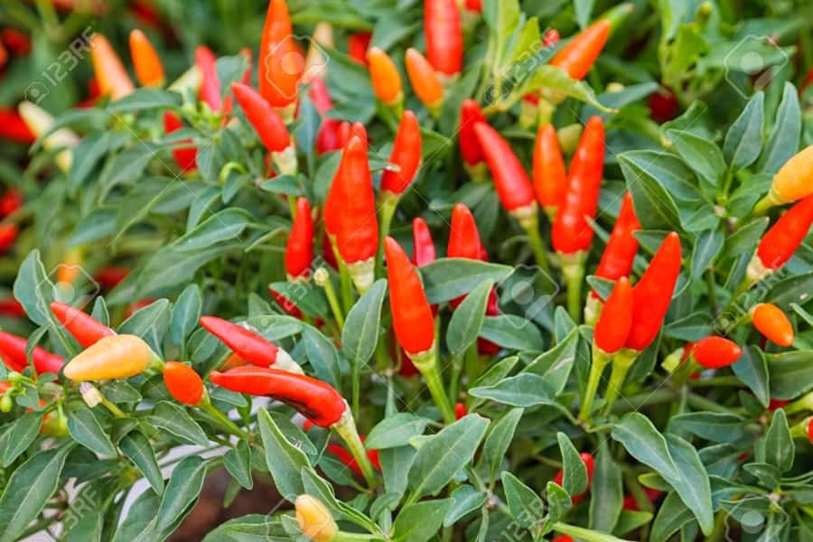 Spice Farm - spice up your life in Zanzibar - Why Zanzibar’s spice story matters