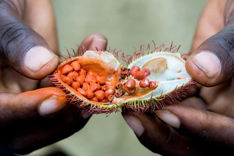 Spice Farm - spice up your life in Zanzibar - Tropical fruit tasting from mango to local grapefruit