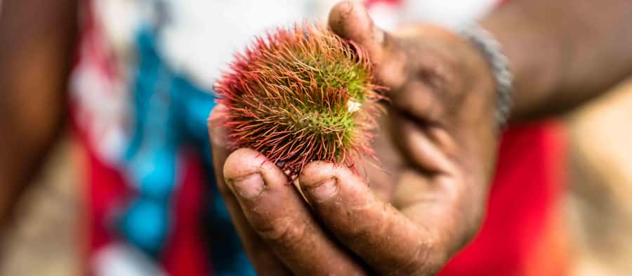 Spice Farm - spice up your life in Zanzibar - Walking through the farm and village areas