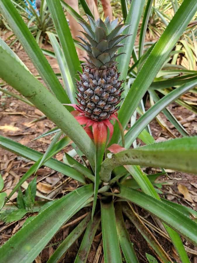 Spice farm,Stone town and Jozani forest tour with lunch - Lunch with a taste of Zanzibar