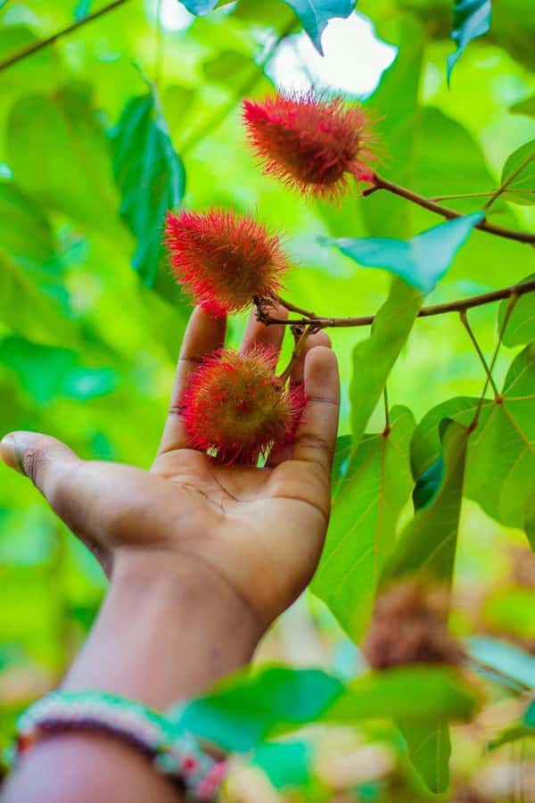 Spice farm,Stone town and Jozani forest tour with lunch - What to bring and what to know