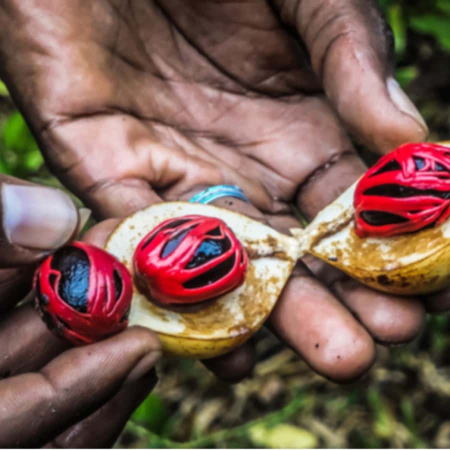 Spice Farm, Stone Town, Prison Island & Nakupenda Sandbank - Is $140 a fair price?