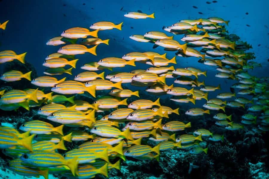 Spice Tour, Cooking Class, Blue Lagoon, Starfish, The Rock - Why this Zanzibar combination works