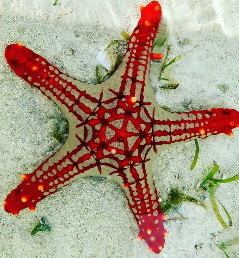 Spice Tour, Cooking Class, Blue Lagoon, Starfish, The Rock - A quiet pause at Starfish beach