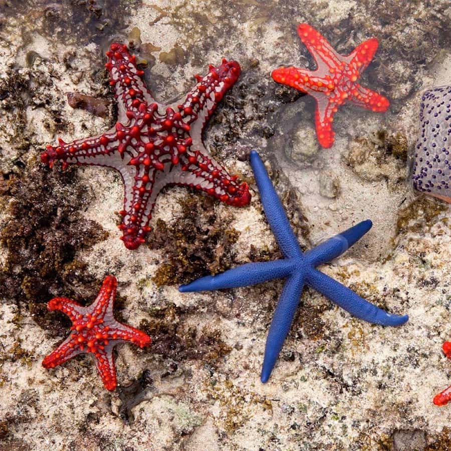 Spice Tour, Cooking Class, Blue Lagoon, Starfish, The Rock - What the $150 price really covers
