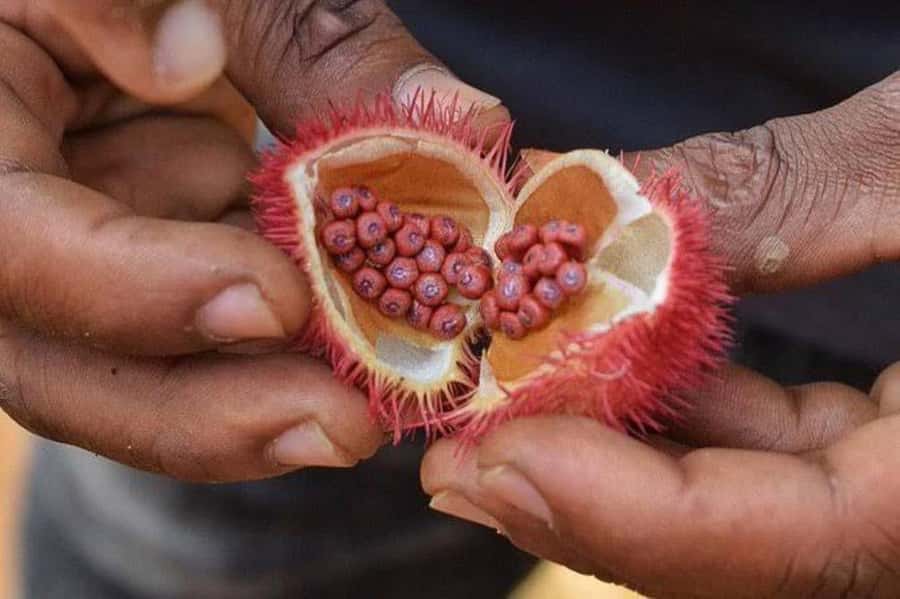 Spice tour+ Stone town walking tour - What the $100 price includes