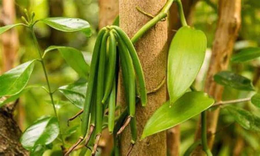 Spice tour+ Stone town walking tour - Walking through Zanzibar’s spice plants