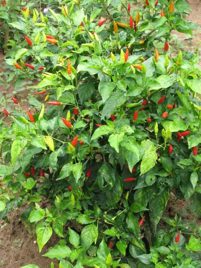 Spice Walking Tour - Medicine, cosmetics, and everyday uses