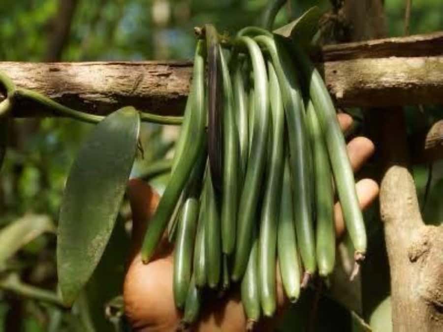 Spice Walking Tour - Who will enjoy this plantation visit