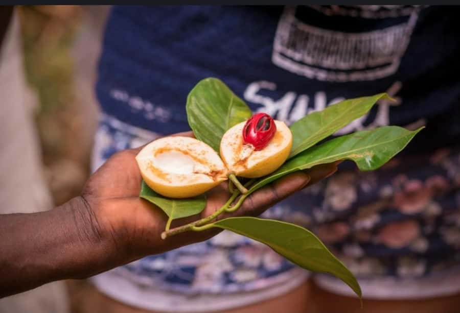 STONE TOWN AND SPICE FARM TOUR - What is included for $100 per person