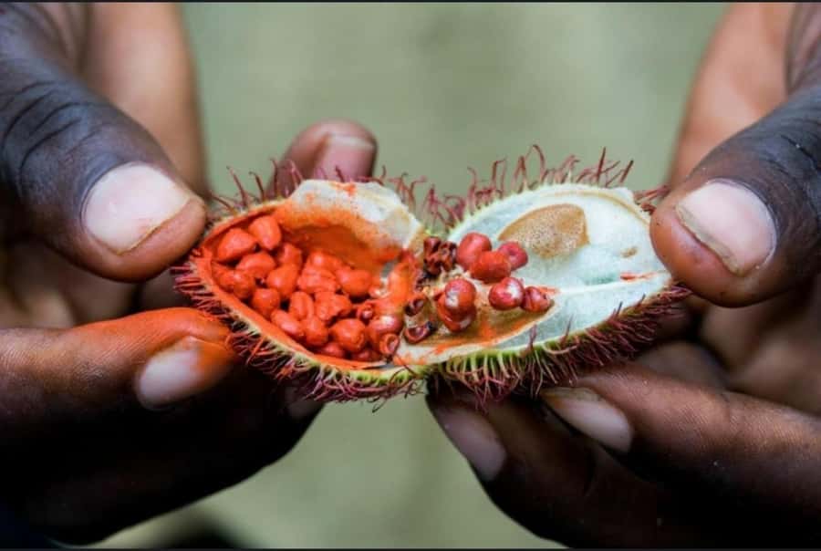 STONE TOWN AND SPICE FARM TOUR - The guide shapes the experience