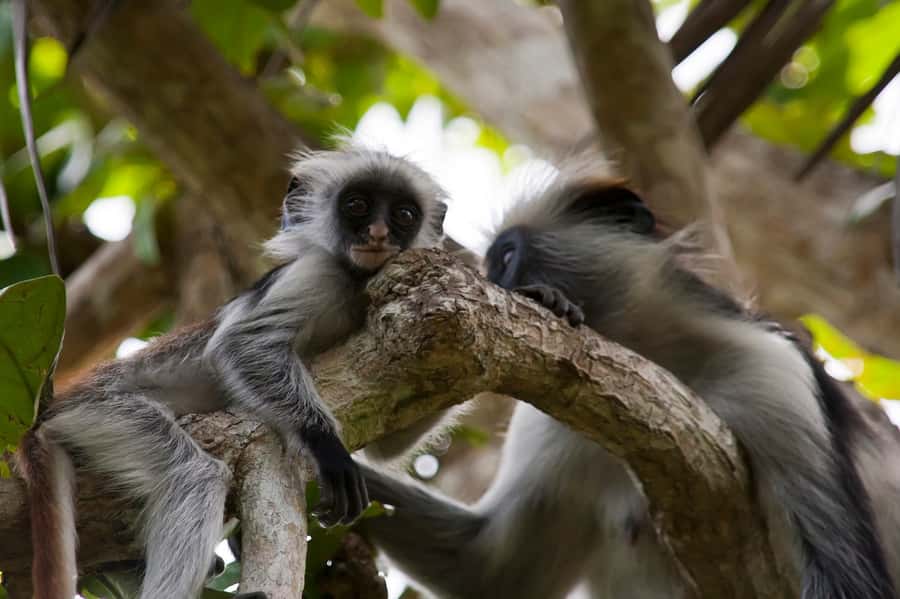 Stone Town: Jozani Chwaka Bay National Park Half-Day Tour - The forest walk and the search for monkeys