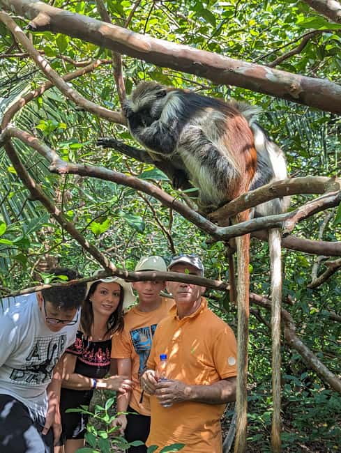 Stone Town: Jozani Chwaka Bay National Park Half-Day Tour - What the four-hour schedule really means