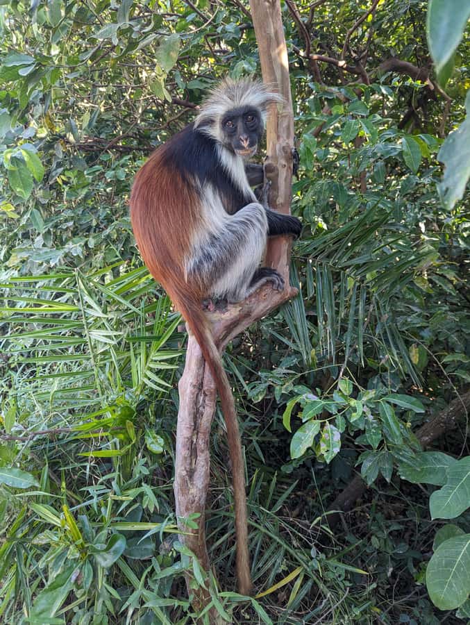Stone Town: Jozani Chwaka Bay National Park Half-Day Tour - Shoes, rain, and mobility concerns