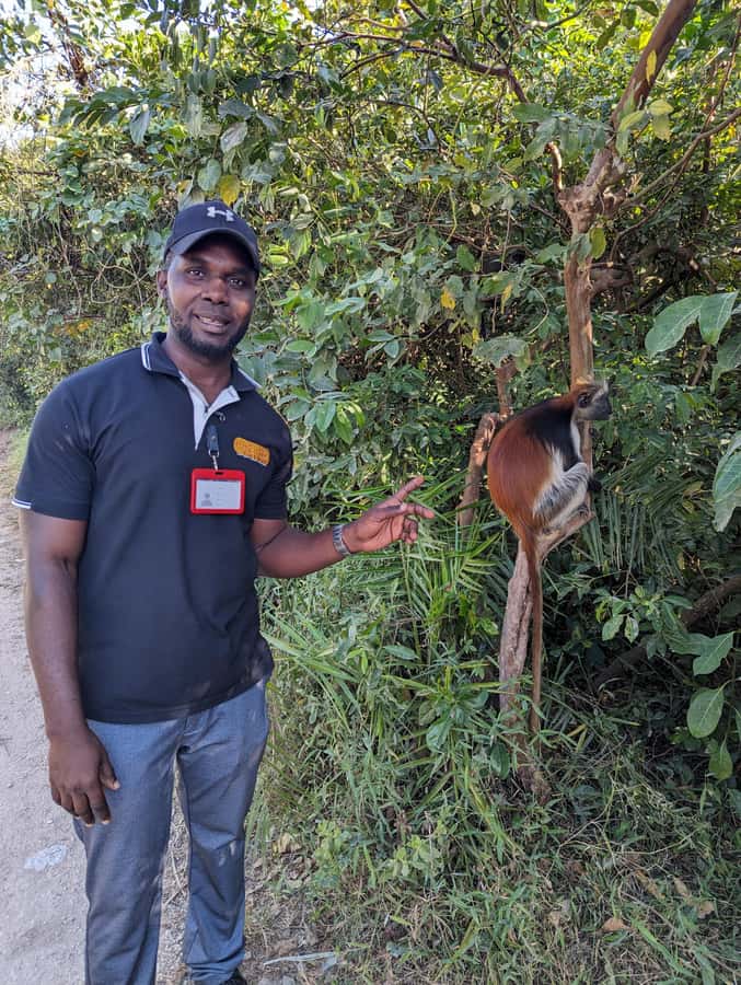 Stone Town: Jozani Chwaka Bay National Park Half-Day Tour - A different view on the mangrove boardwalk
