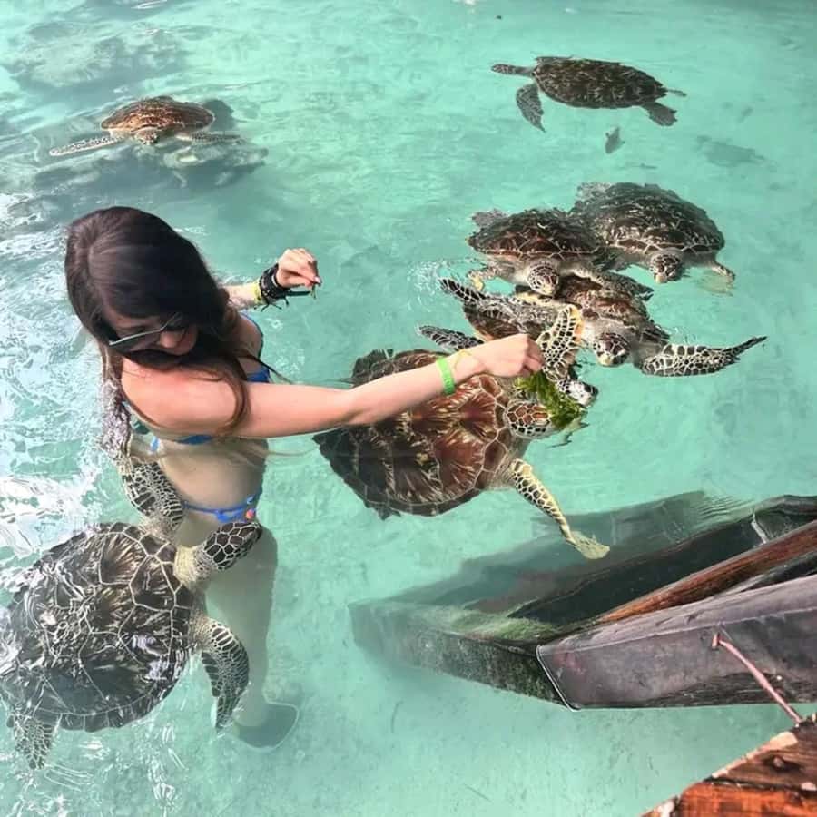 Stone Town, Jozani Forest, Sea Turtles & The Rock Restaurant - Key points to know before booking