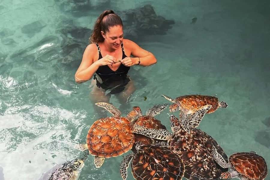 Stone Town, Jozani Forest, Sea Turtles & The Rock Restaurant - Jozani Forest: the island’s best chance for Red Colobus monkeys