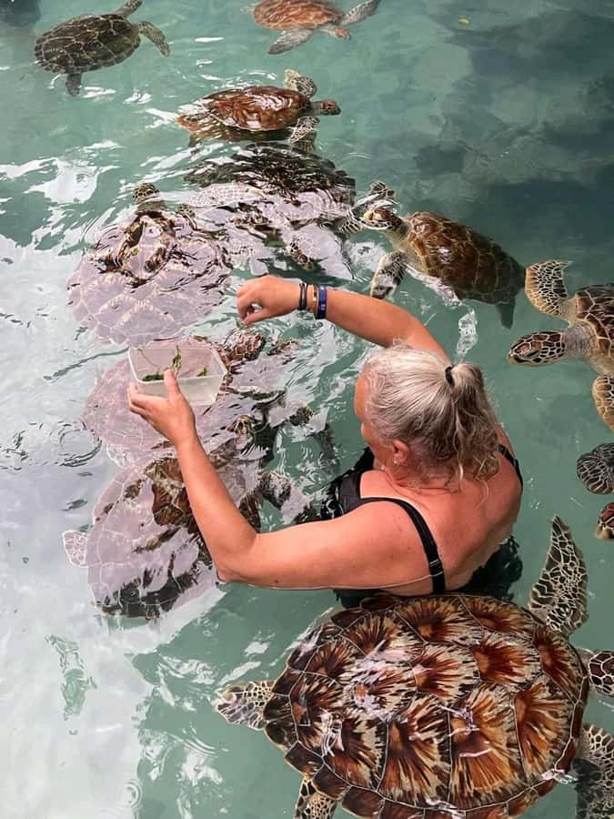Stone Town, Jozani Forest, Sea Turtles & The Rock Restaurant - Stone Town: start with streets, stories, and a little shopping