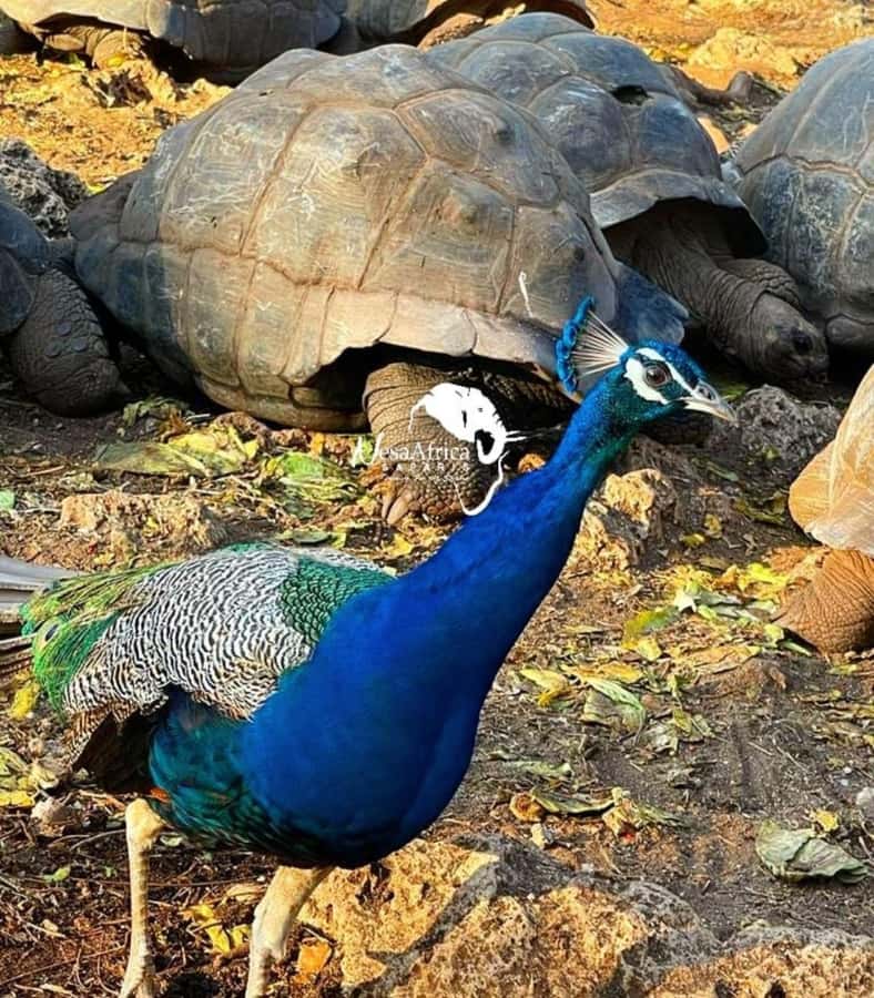 Stone Town, Prison Island Turtles & Nakupenda Sandbank - What to pack for the eight-hour outing
