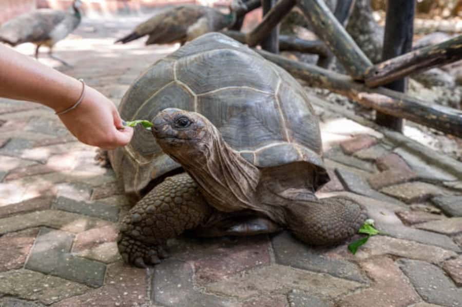 Stone Town, Prison Island Turtles & Nakupenda Sandbank - Should you book this Zanzibar tour?