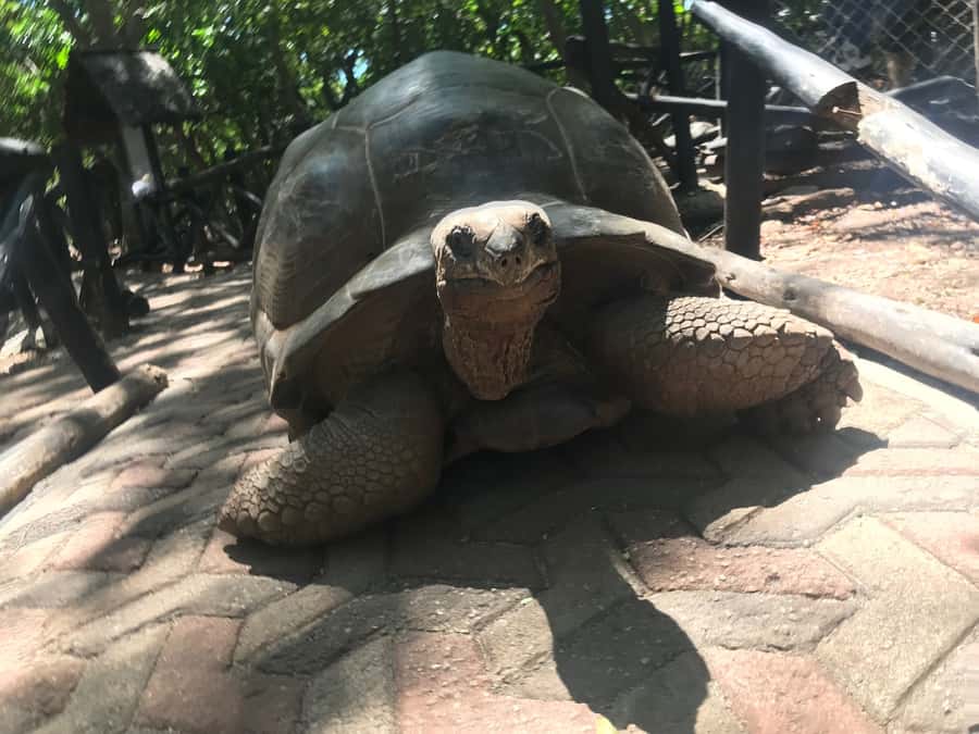 Stone Town: Stone Town and Prison Island Private Day Trip - Giant tortoises and time by the water