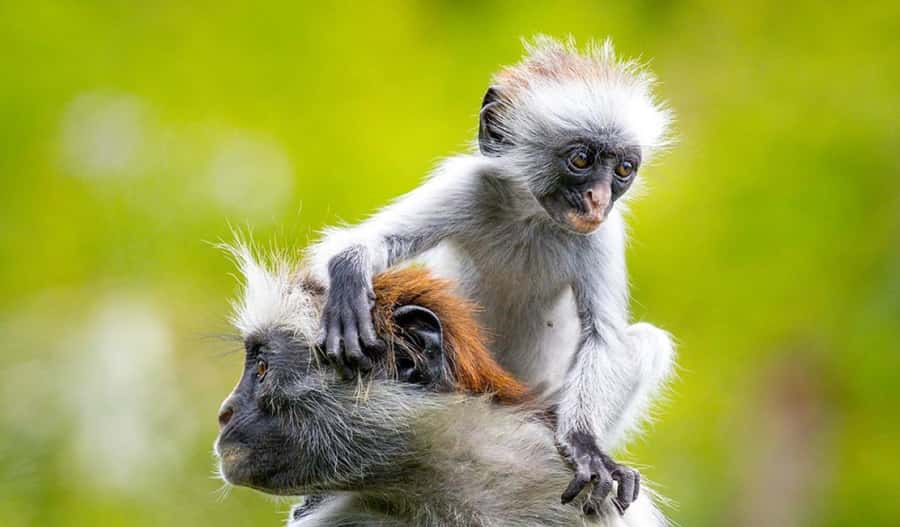 Stone Town Tour, Organic Lunch Break, Mnemba Snorkeling - Why This Zanzibar Day Is Worth Considering