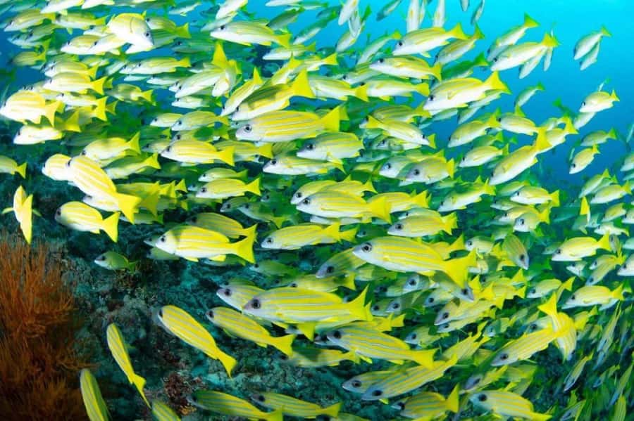 Stone Town Tour, Organic Lunch Break, Mnemba Snorkeling - The Practical Shape of the Day