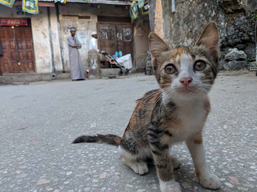 Stonetown Historical Walking Tour & Traditional Lunch - Freddie Mercury’s house and modern Stone Town