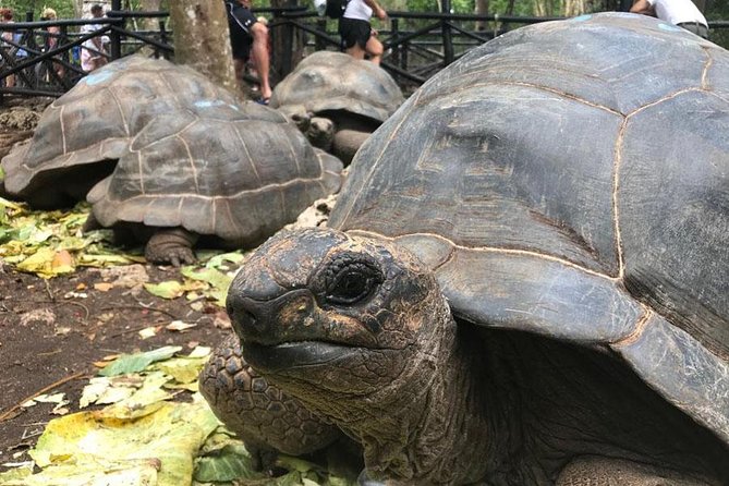 Super Zanzi, Nakupenda, Prison Island & Stone Town - Zanzibar - Prison Island and the Aldabra tortoises