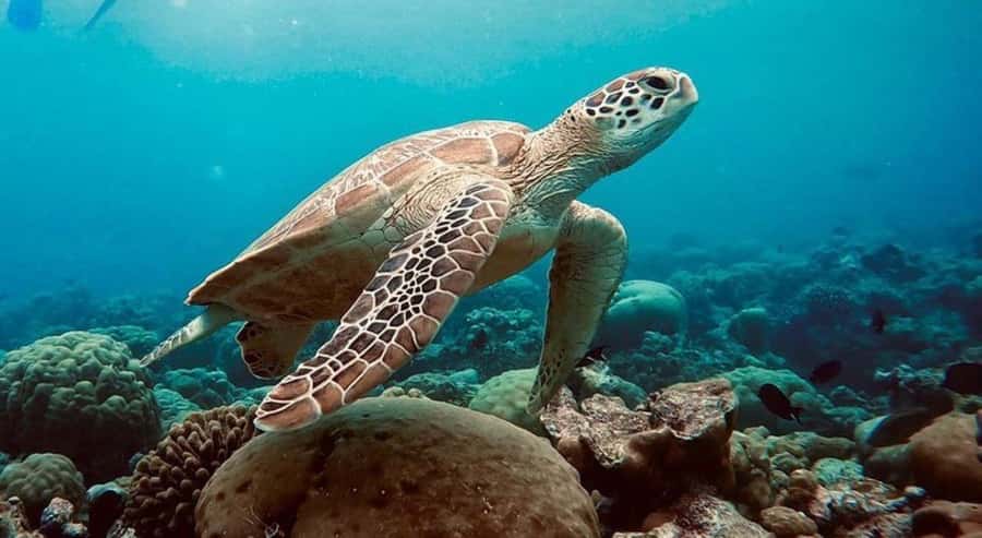 Swim with Sea Turtles, Kuza Cave, Paje Beach, The Rock Lunch - What the $150 price really buys you