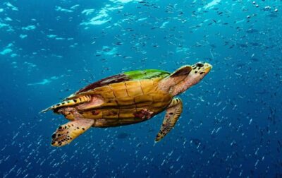 Swim with Sea Turtles, Kuza Cave, Paje Beach, The Rock Lunch