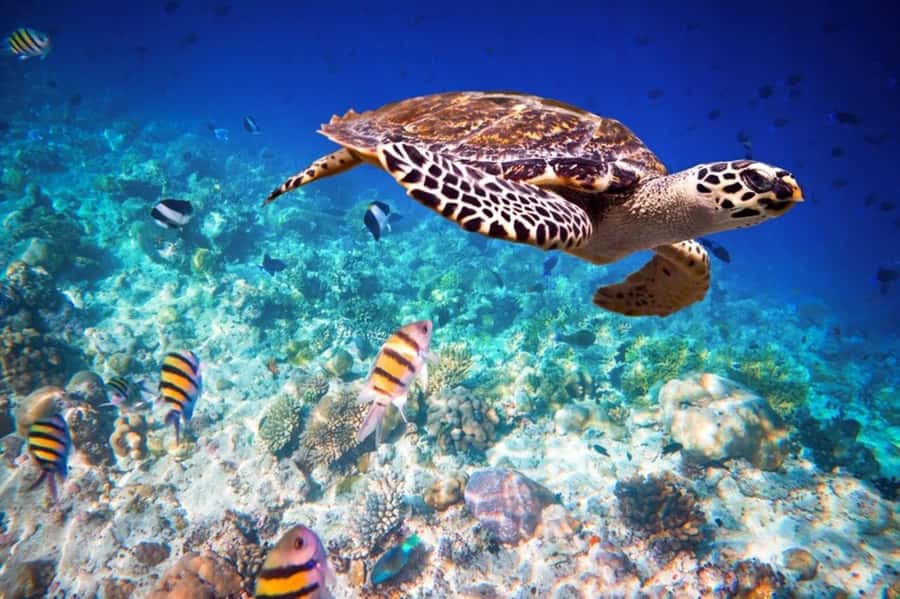 Swim with turtles at Salaam cave & The rock restaurant visit - What the turtle visit means for families and couples