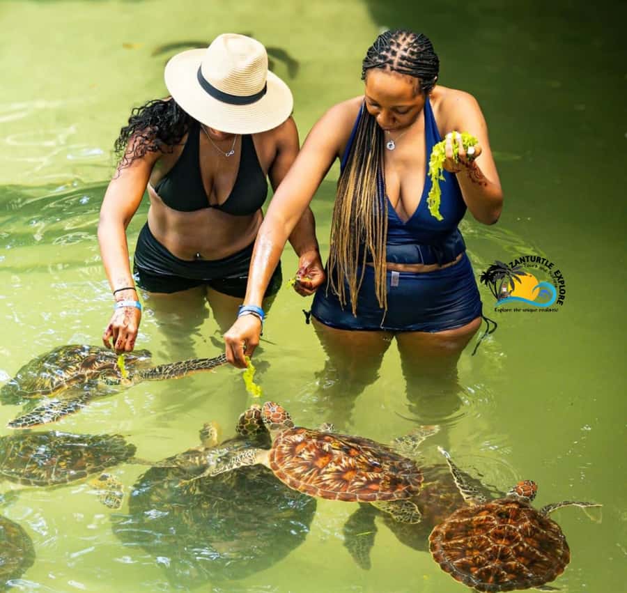 Swim with Turtles at The Lagoons Zanzibar & Stone Town Tour - Why this Stone Town and turtle combination works