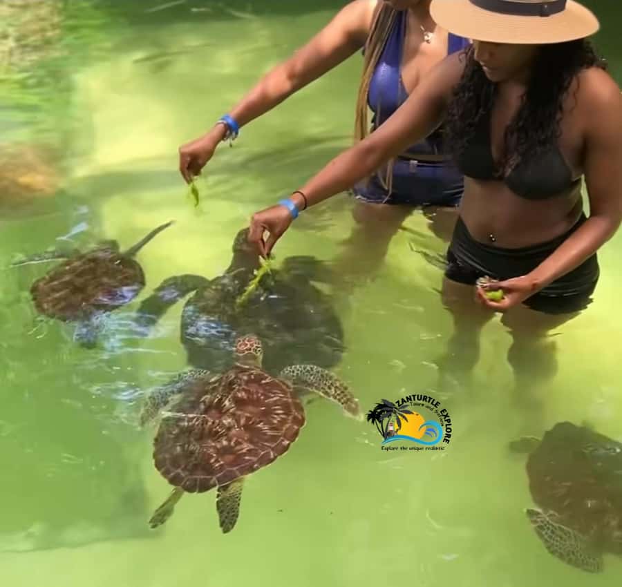 Swim with Turtles at The Lagoons Zanzibar & Stone Town Tour - What you may not have time to do in Stone Town