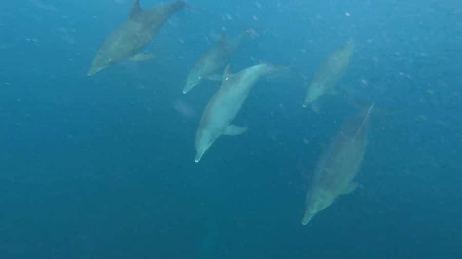 swimming with dolphin in kizimkazi zanzibar - Why Kizimkazi is a good place for a dolphin trip