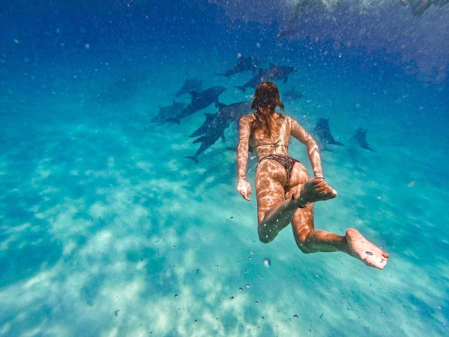 Swimming with dolphins in kizimkazi - Key points to know before booking