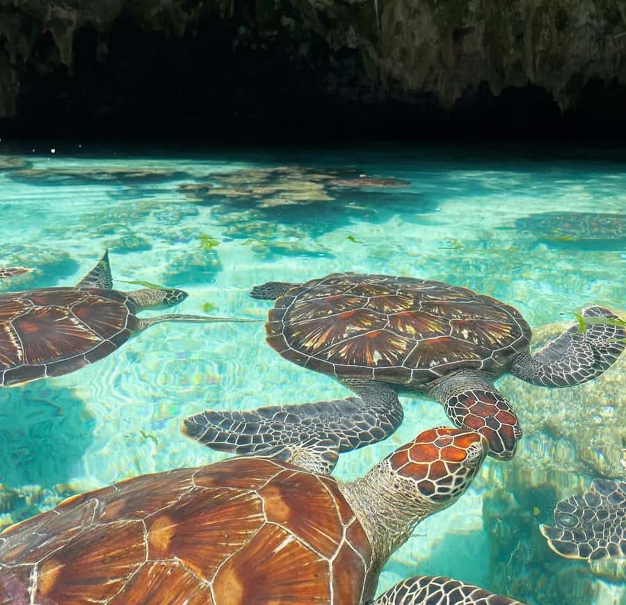 Swimming with sea turtles in salaam cave - Entering Salaam Cave in Kizimkazi