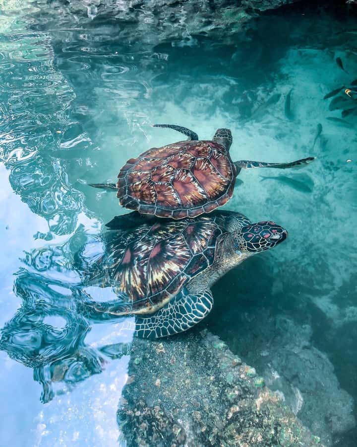 Swimming with sea turtles in salaam cave - Swimming with the turtles responsibly