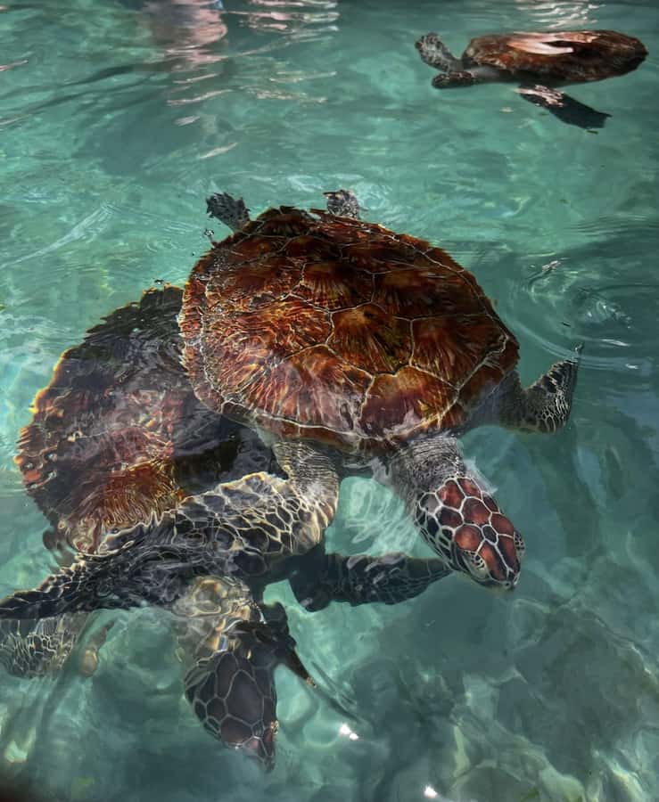 Swimming with sea turtles in salaam cave - Is $95 a fair price?