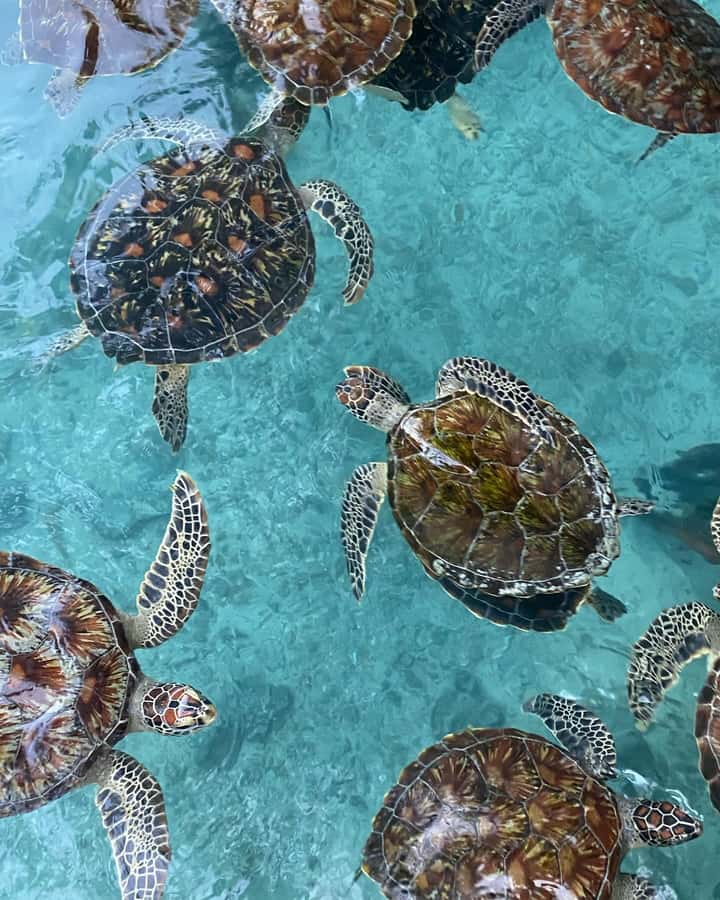 Swimming with sea turtles in salaam cave - Who will enjoy this cave visit most?