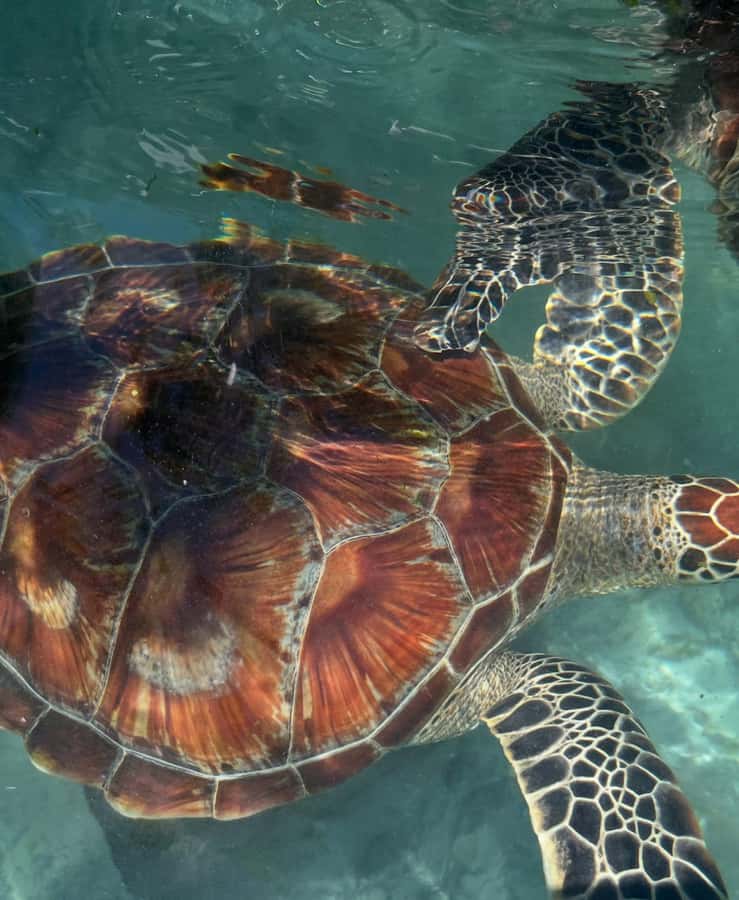 Swimming with sea turtles in salaam cave - Should you book Salaam Cave?