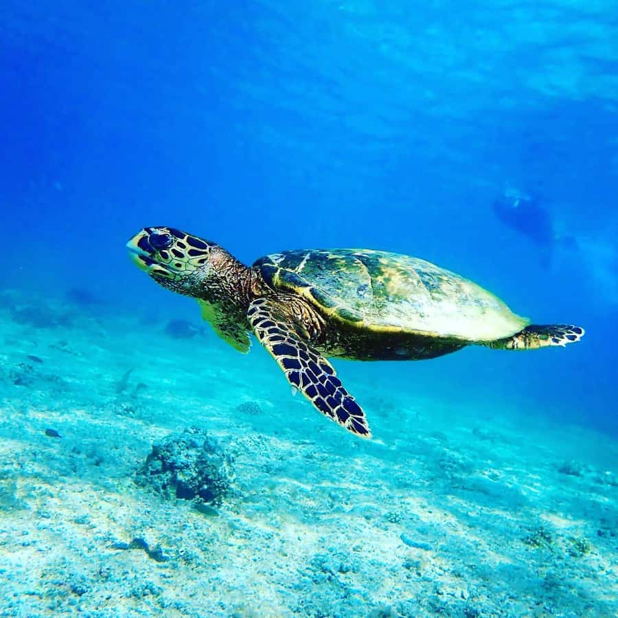 Swimming with sea turtles in salaam cave - What happens during the three-hour outing
