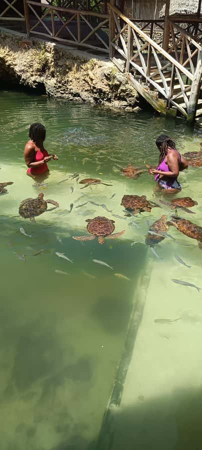 Swimming with tirltes at The Lagoons Zanzibar in Nungwi - Key points about the Nungwi turtle lagoon