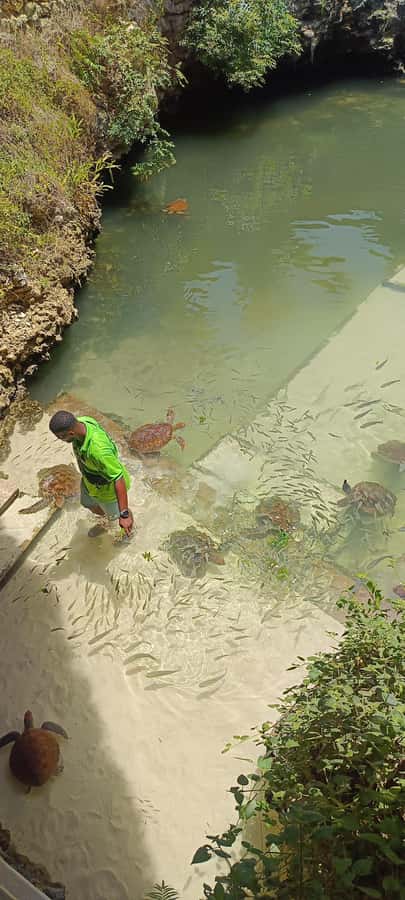 Swimming with tirltes at The Lagoons Zanzibar in Nungwi - Swimming beside rescued green and hawksbill turtles