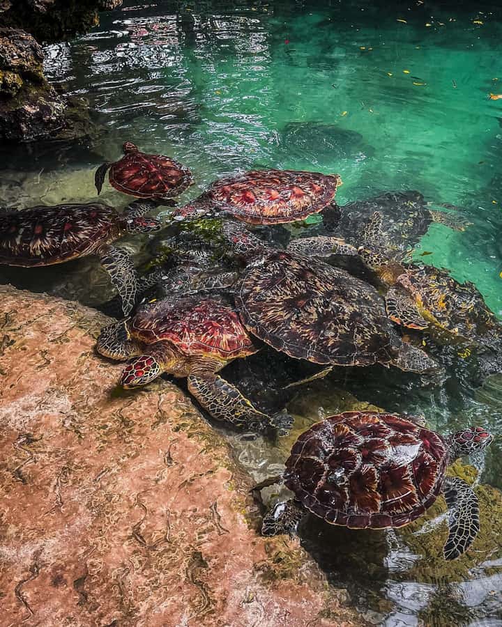 SWIMMING WITH TURLTLES AT BARAKA AQUARIUM - Key points to know before you book